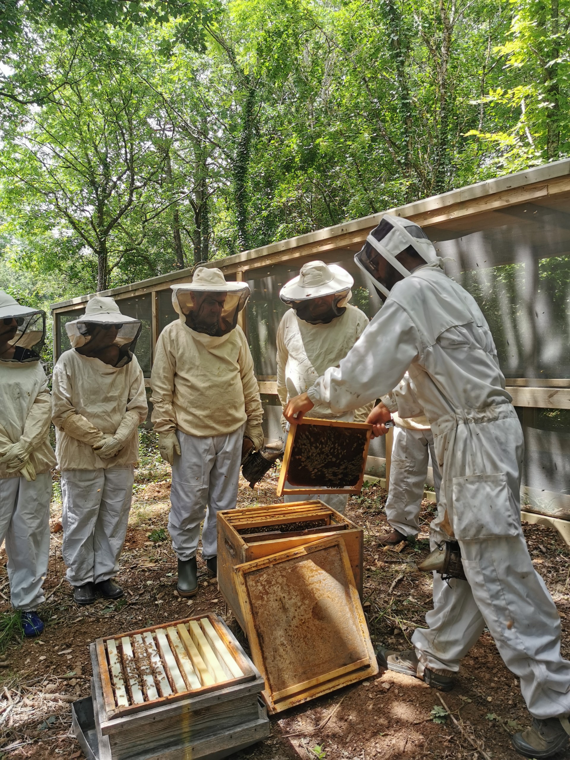 ouverture de ruche démonstration stage apiculture