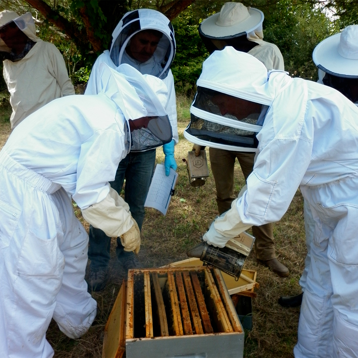 Initiation à l’apiculture