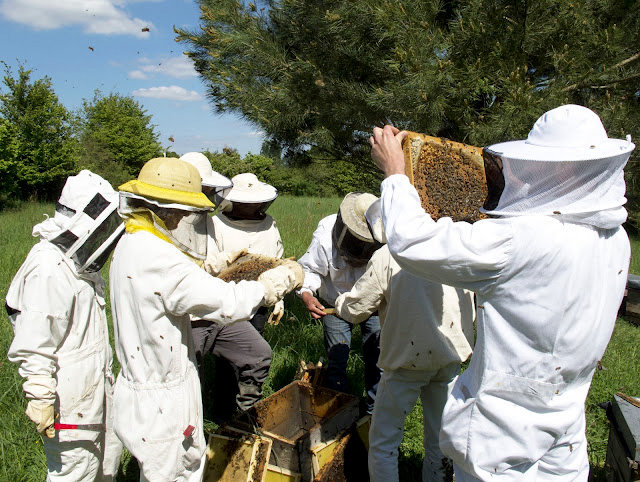 stage-apiculture2